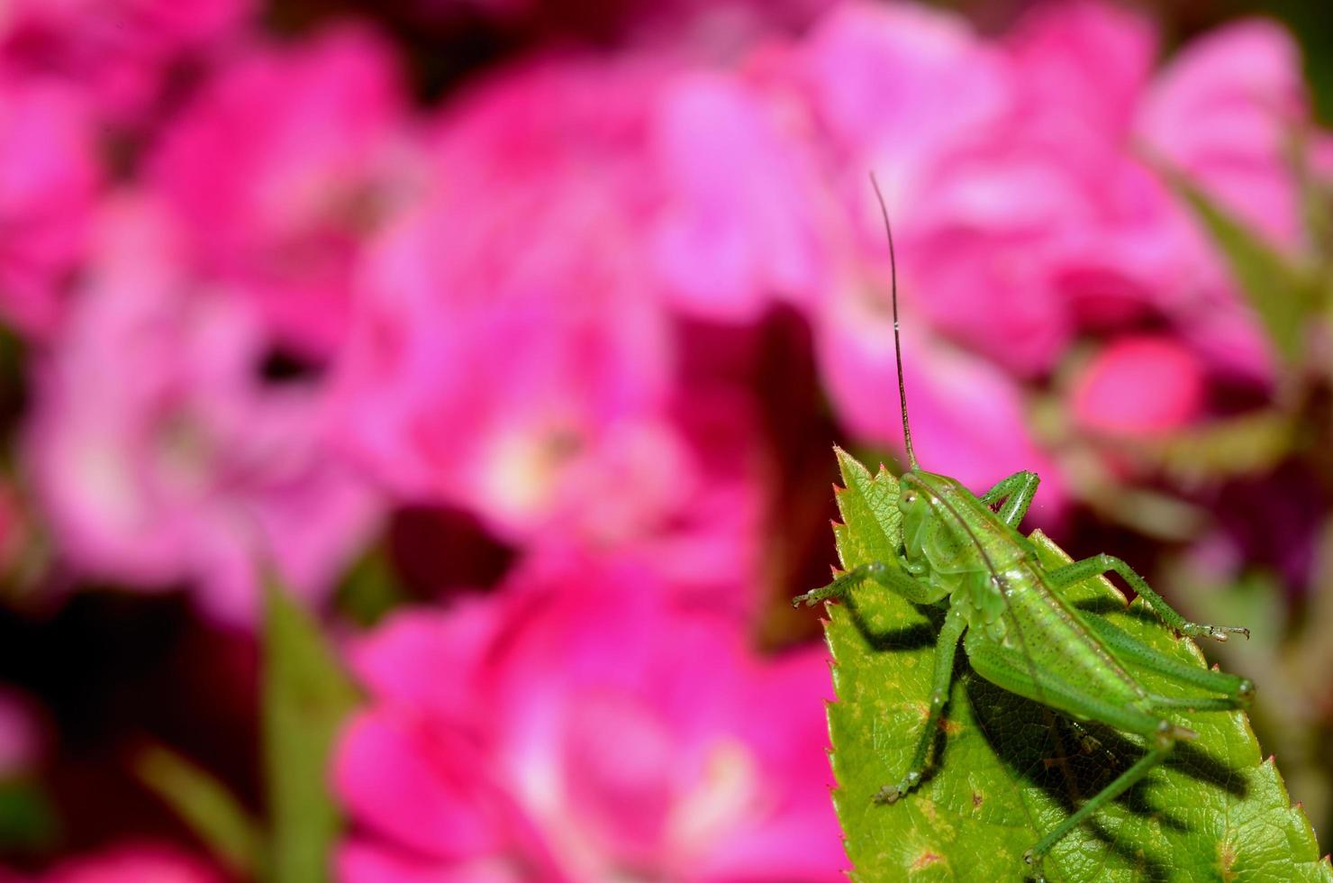 saltamontes verdes y flores foto