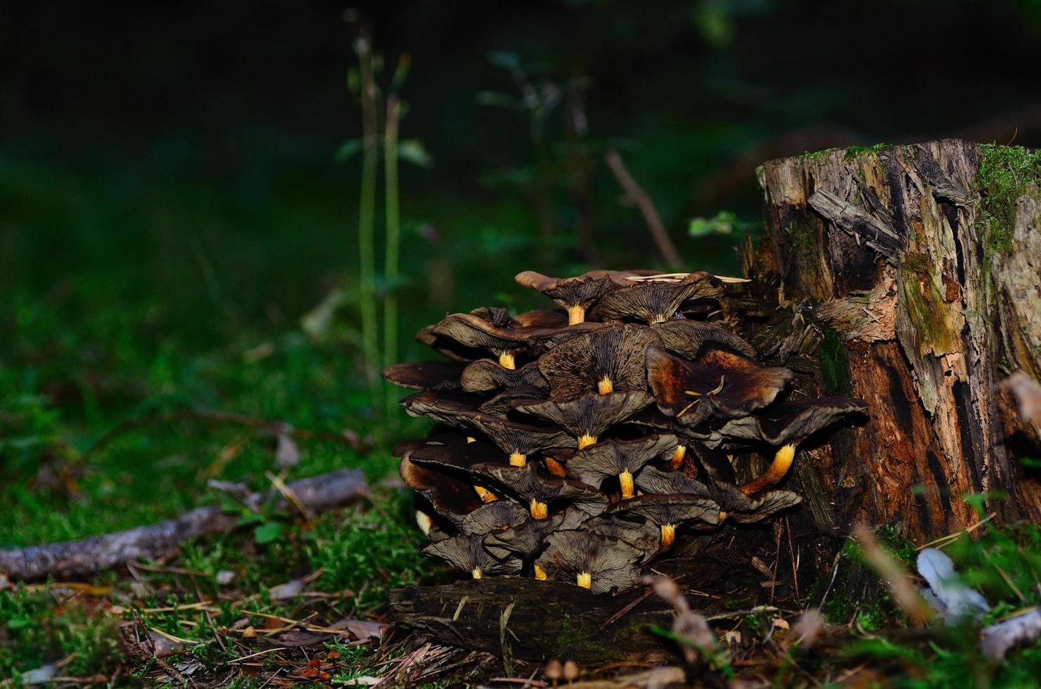 trunk and mushrooms photo