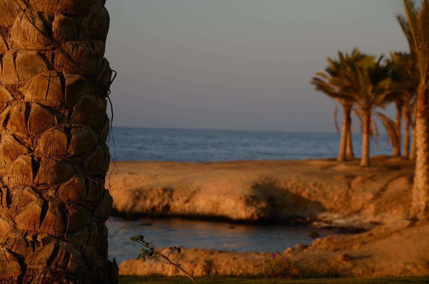 palm trees at sunset photo