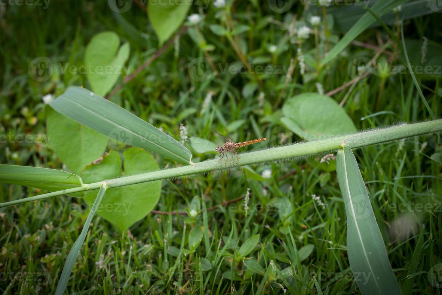 Dragonfly perched on grass nature background photo