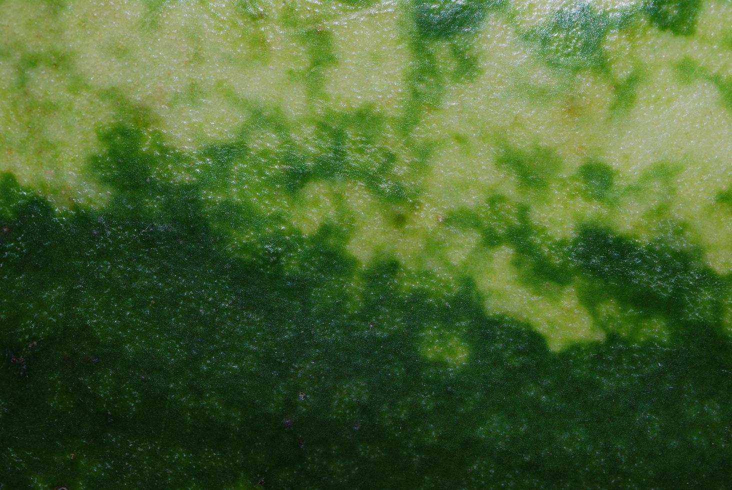 surface of a watermelon photo