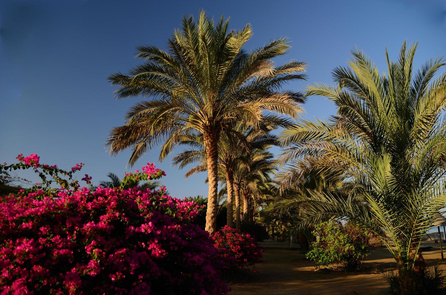 flowers and palm trees photo