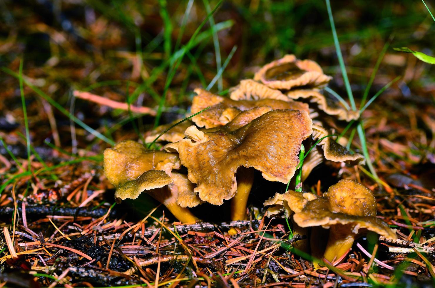 mushrooms in the autumn photo