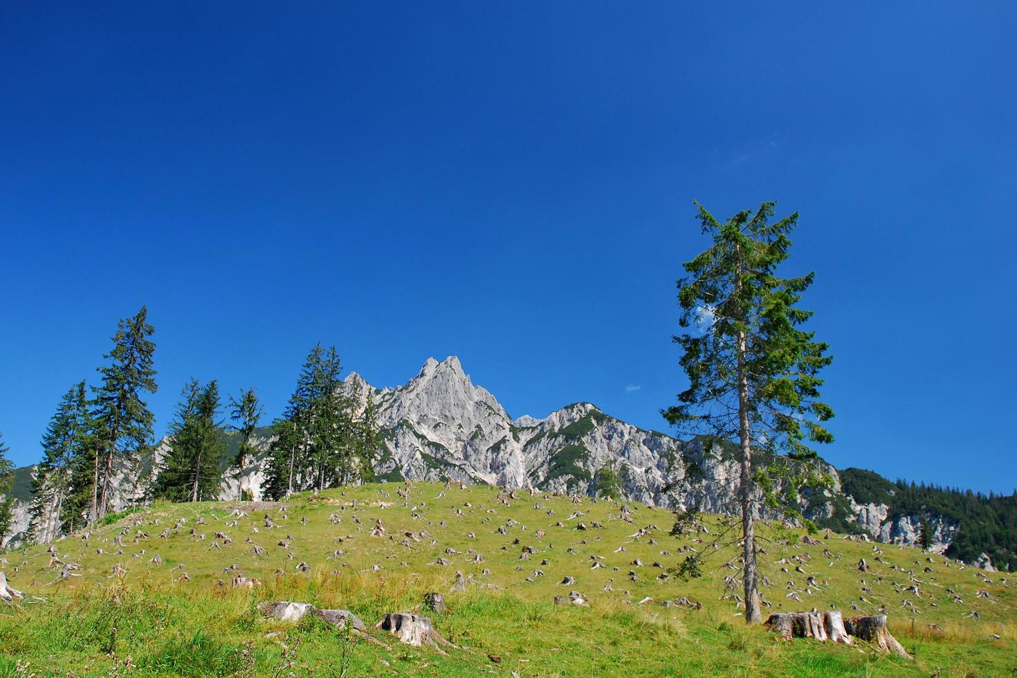 paisaje de montaña con tocón de árbol foto