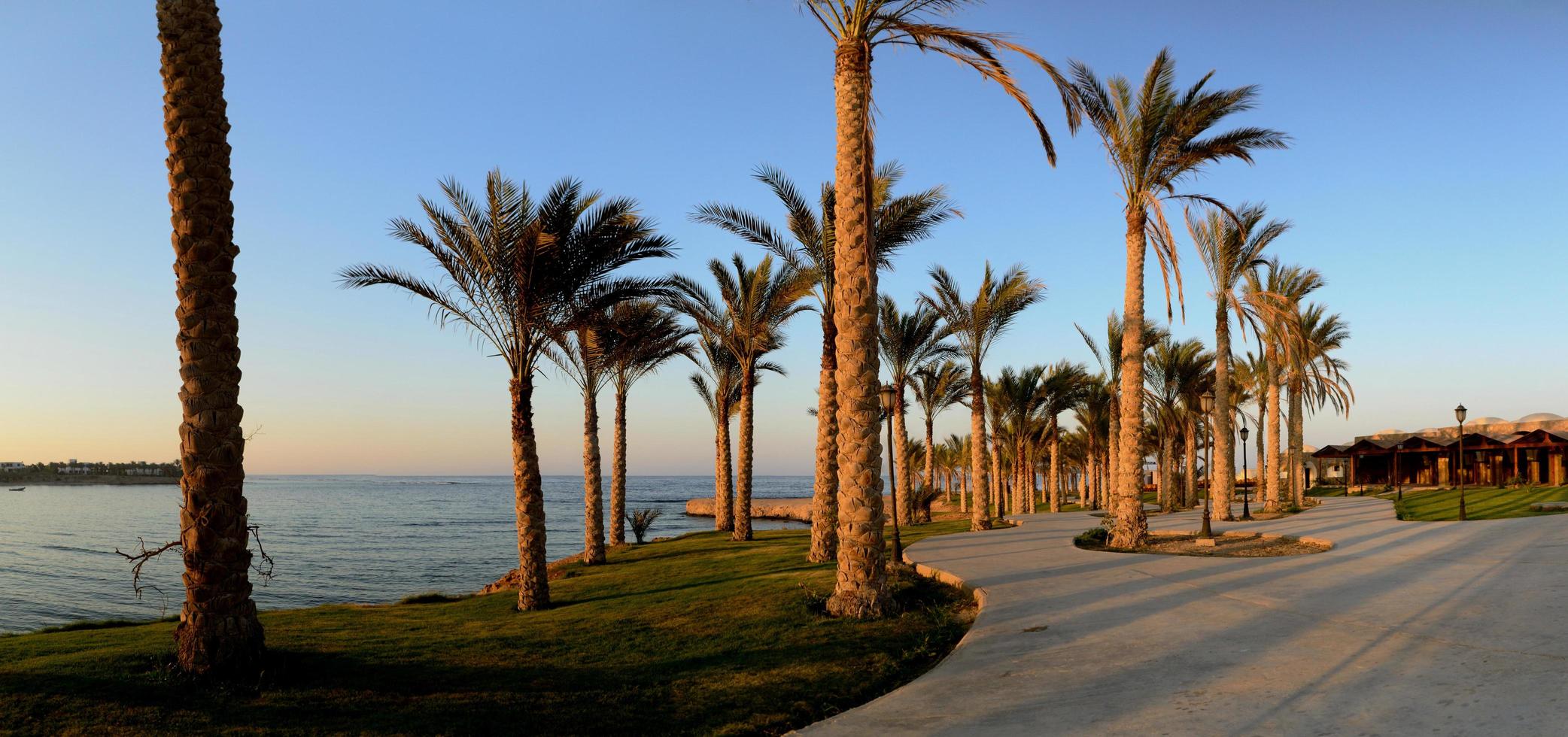 palms on a way panorama photo