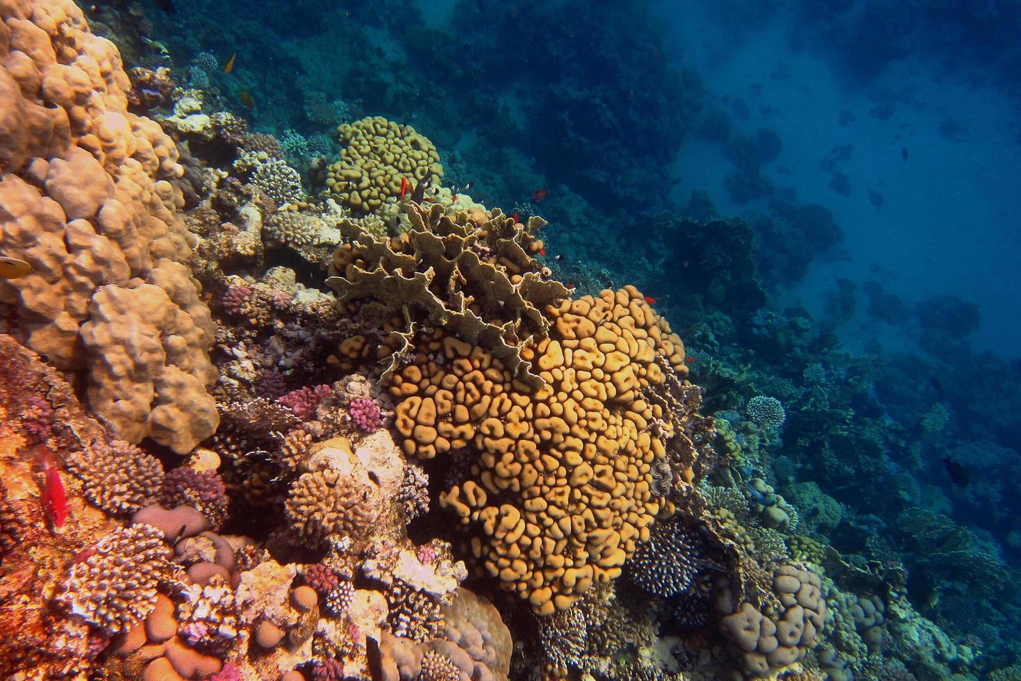 colorful coral in the sea photo