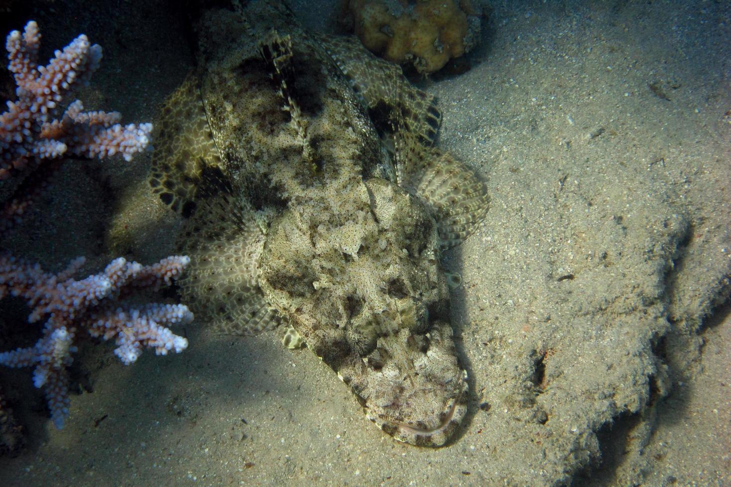 crocodile fish on seabed photo