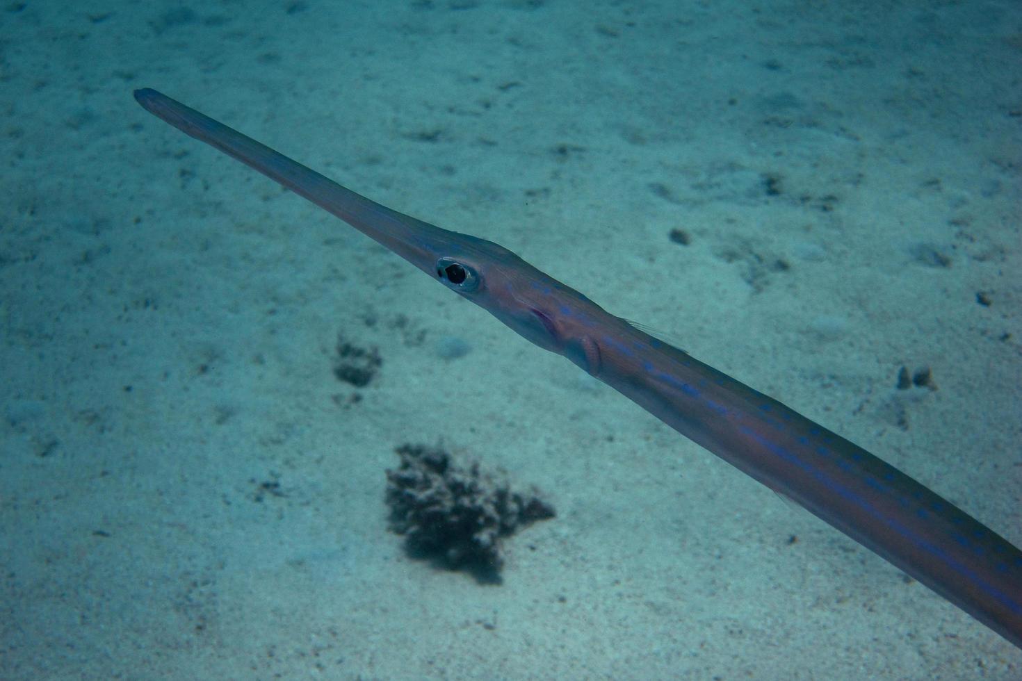 flute fish close photo