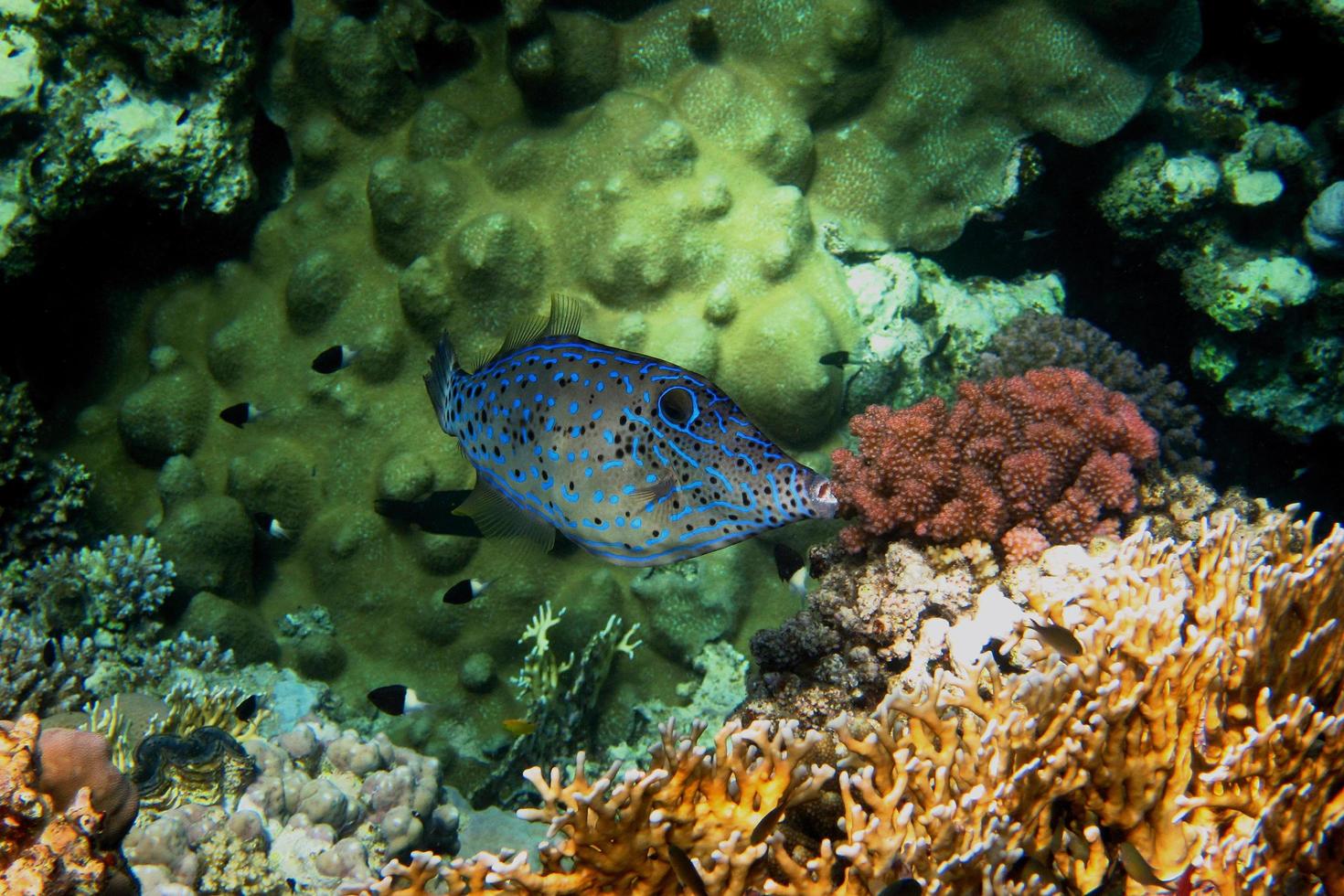 afinar peces y corales foto