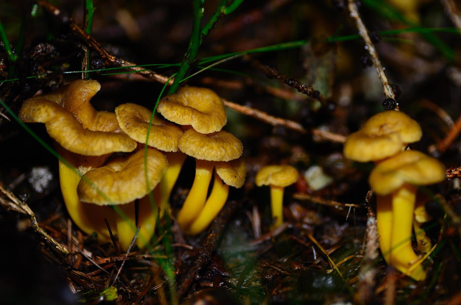 many chanterelles with yellow stem photo