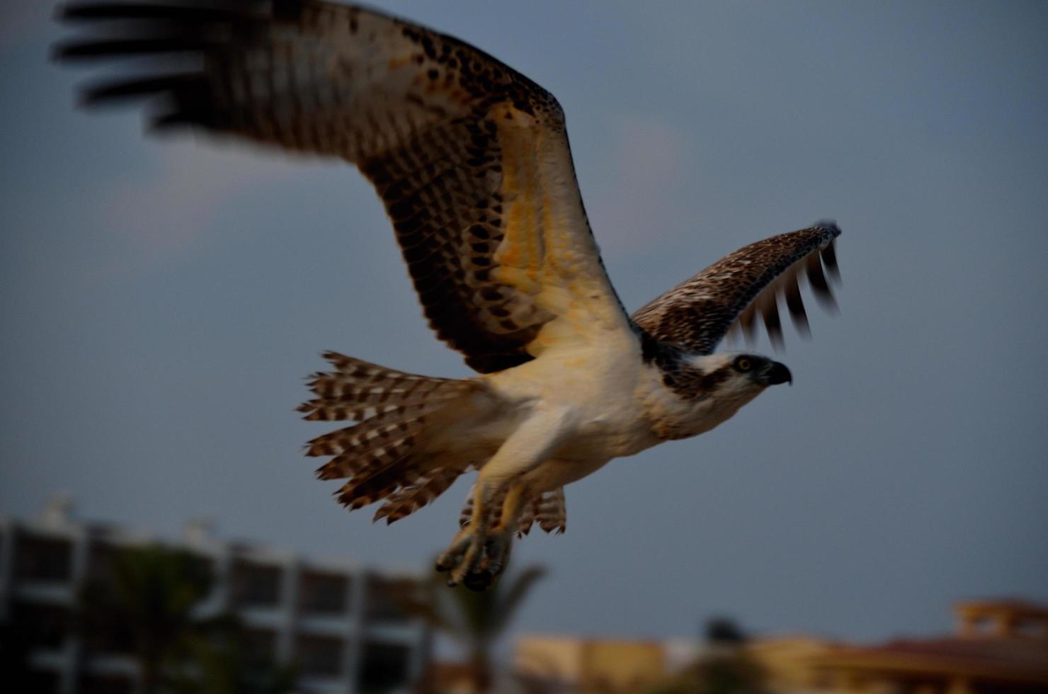 águila marina en vuelo foto