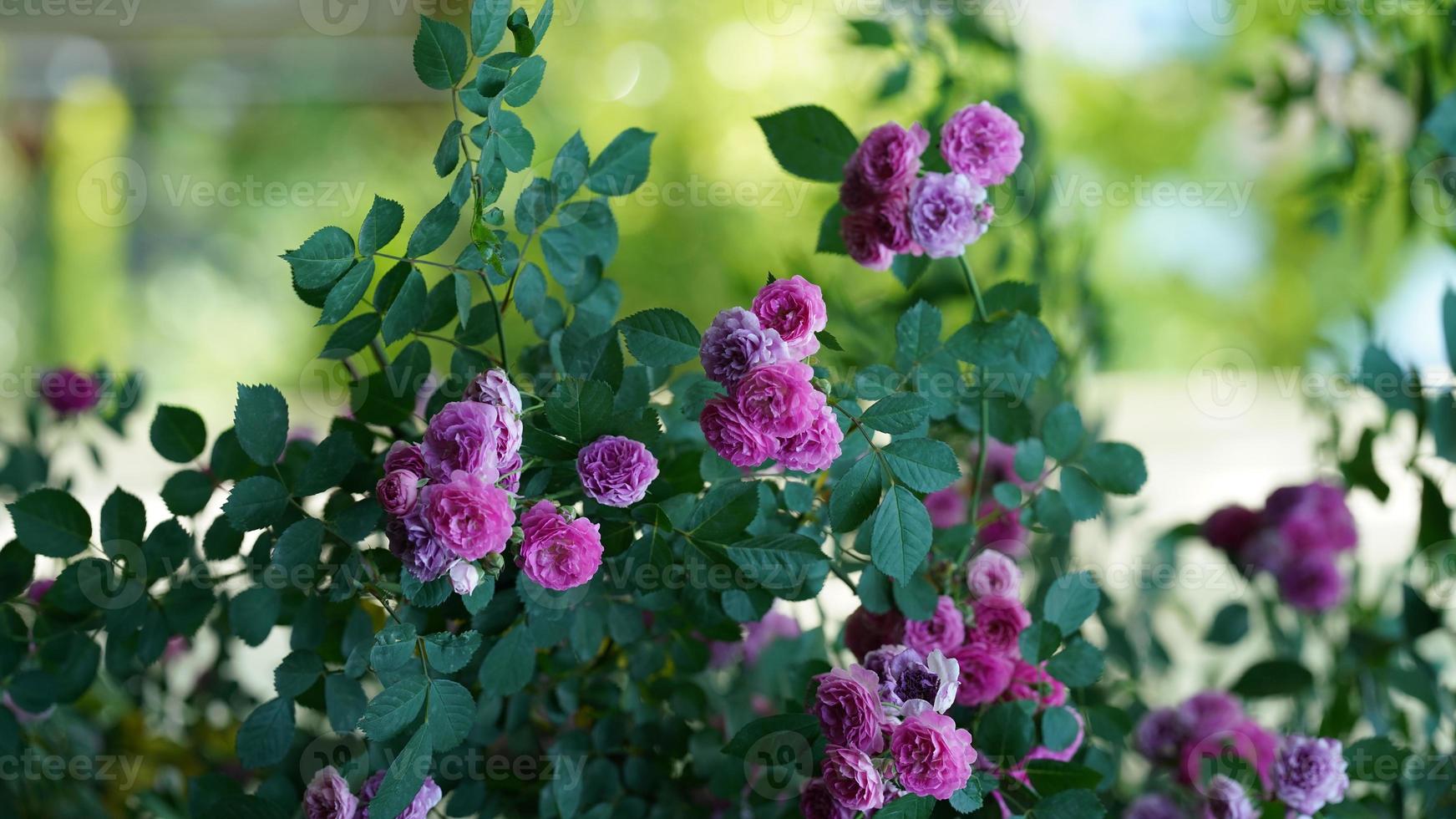 The beautiful flowers blooming in the garden in spring photo