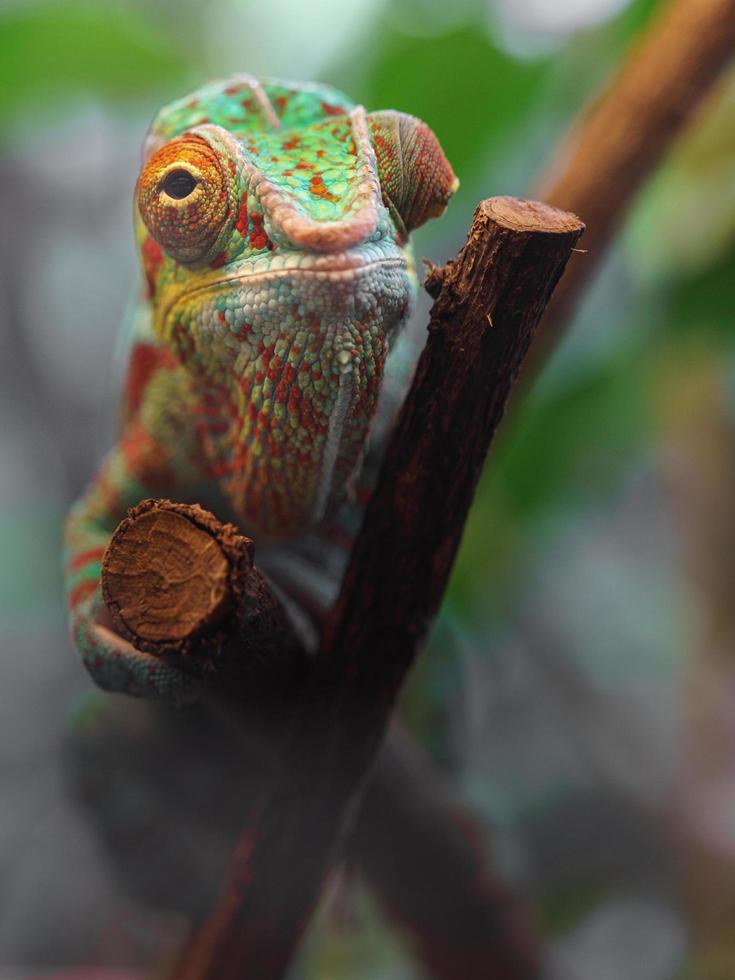 Panther chameleon on branch photo