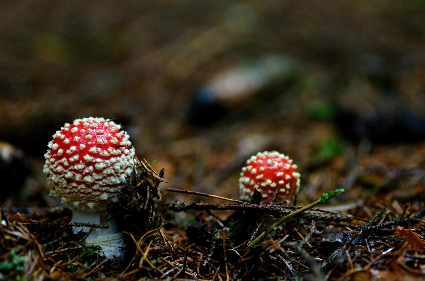 dos pequeños agárico de mosca foto