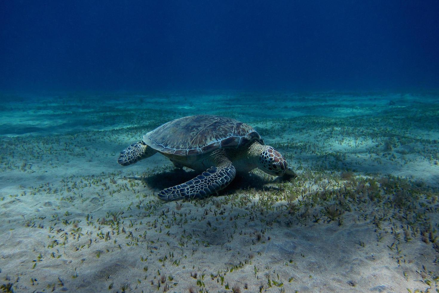 tortuga marina en el fondo del mar foto