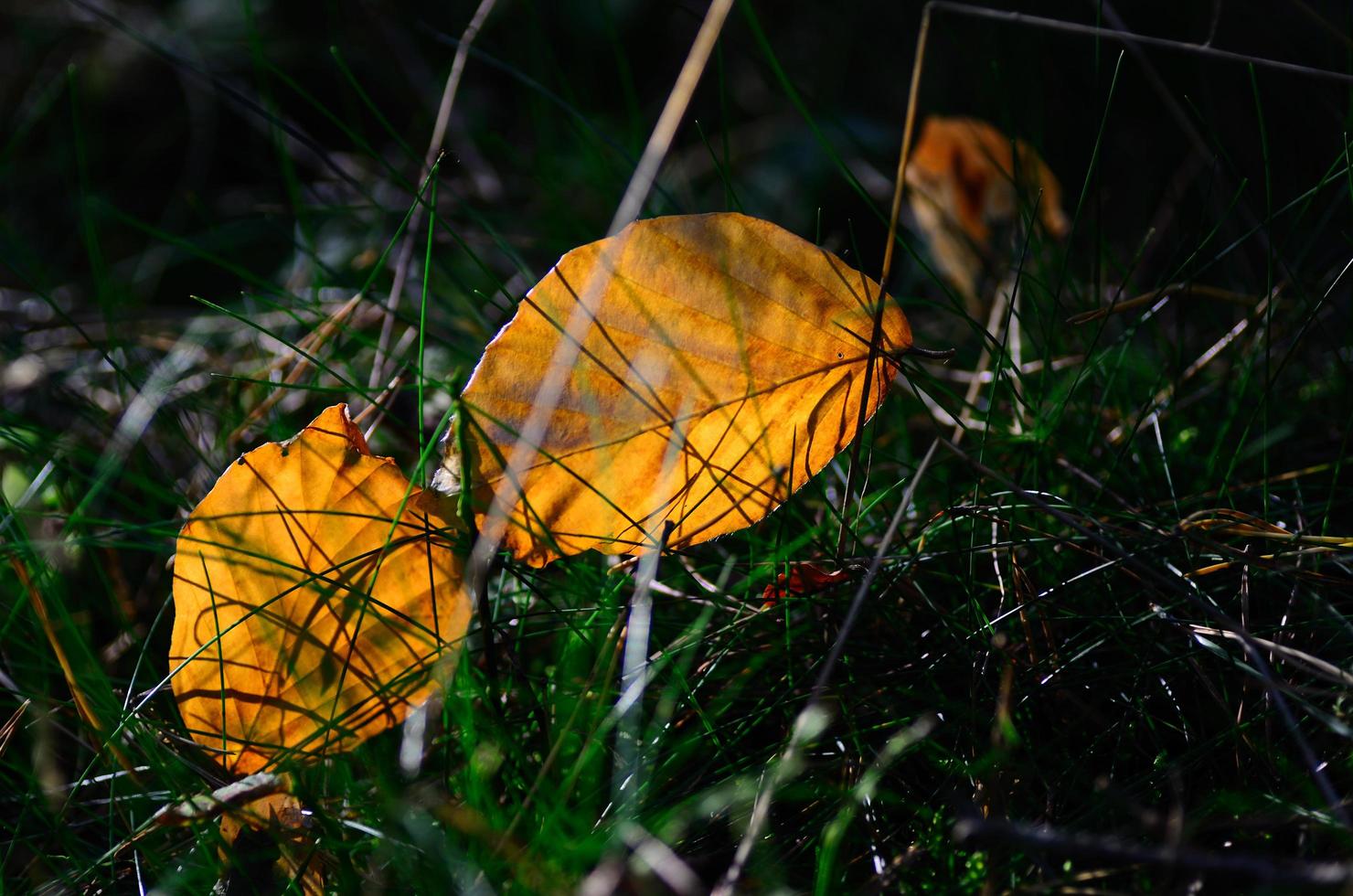 glowing yellow autumn leaves photo