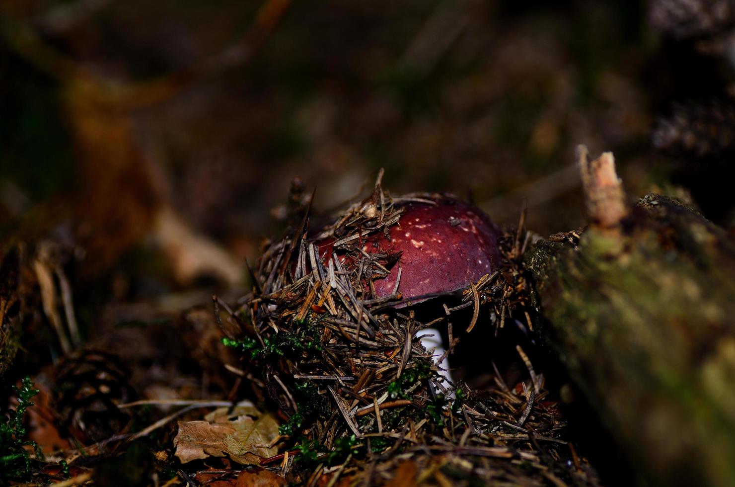 hidden red mushroom photo