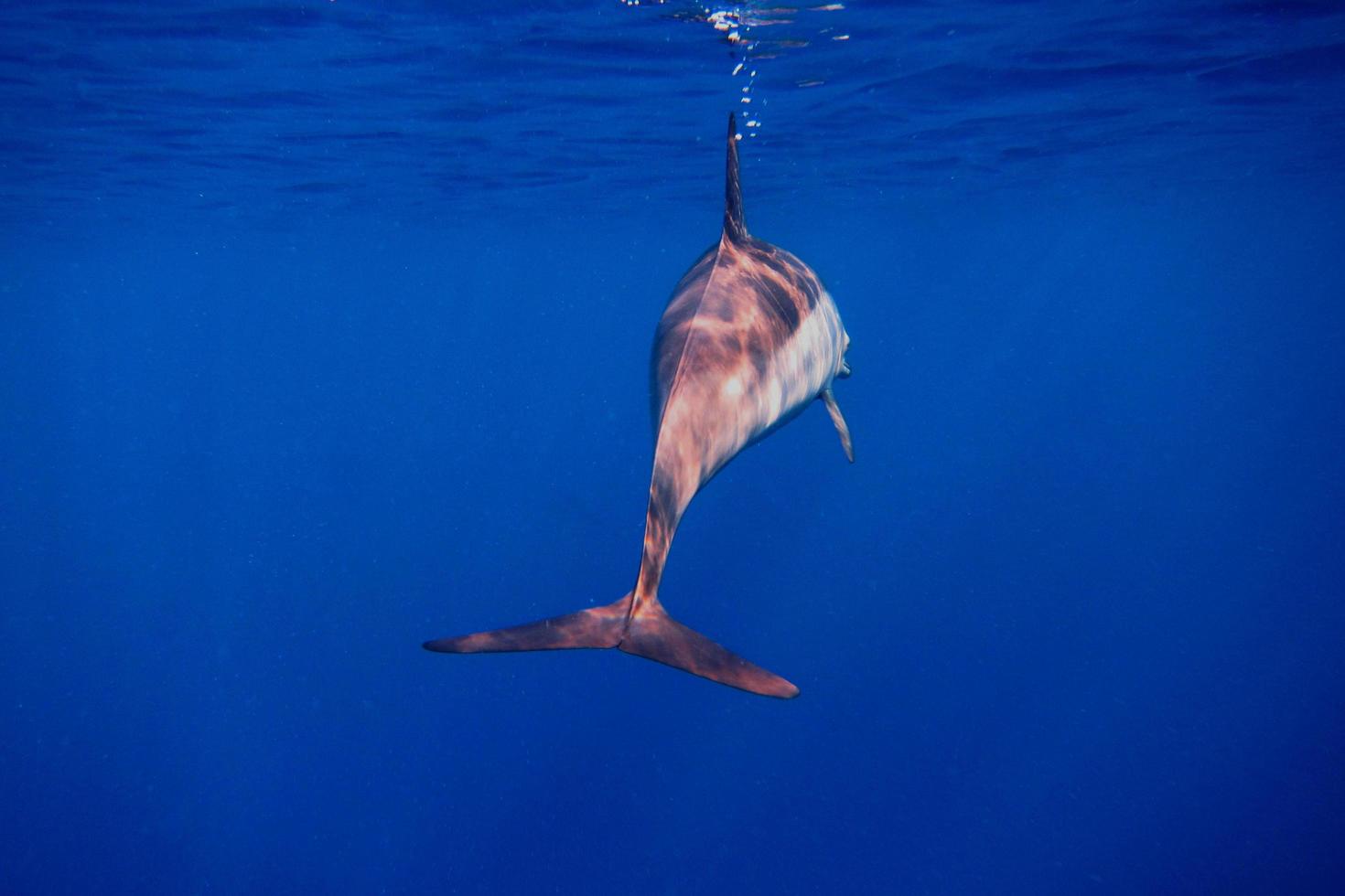 dolphin from behind in the blue sea photo