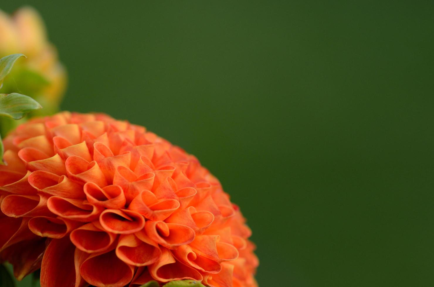 orange blossom detail view photo