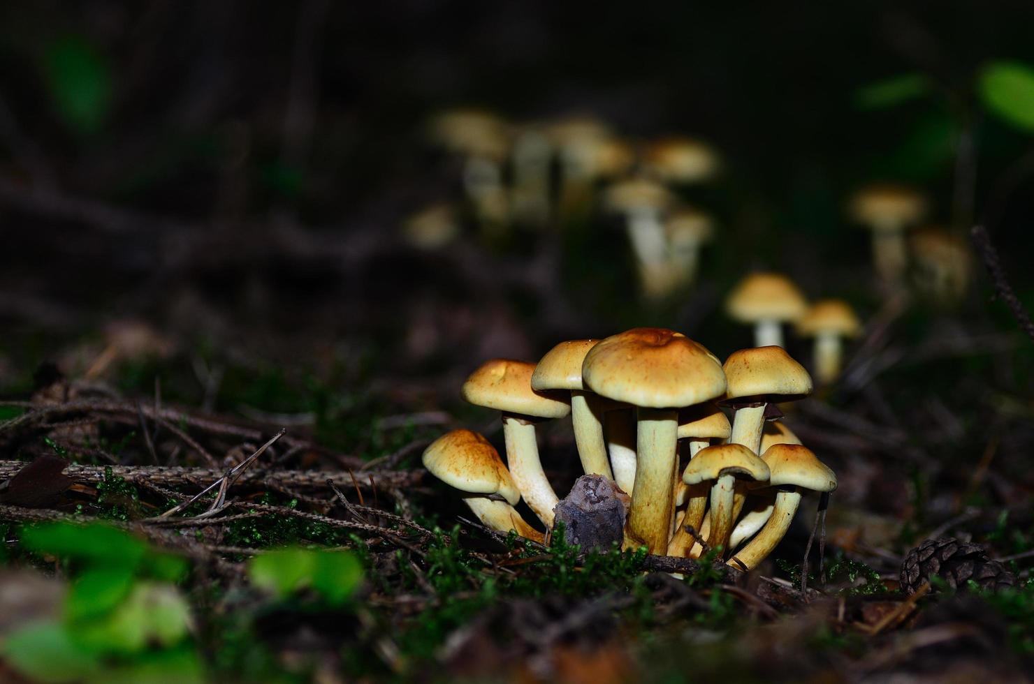 yellow mushrooms in moss photo