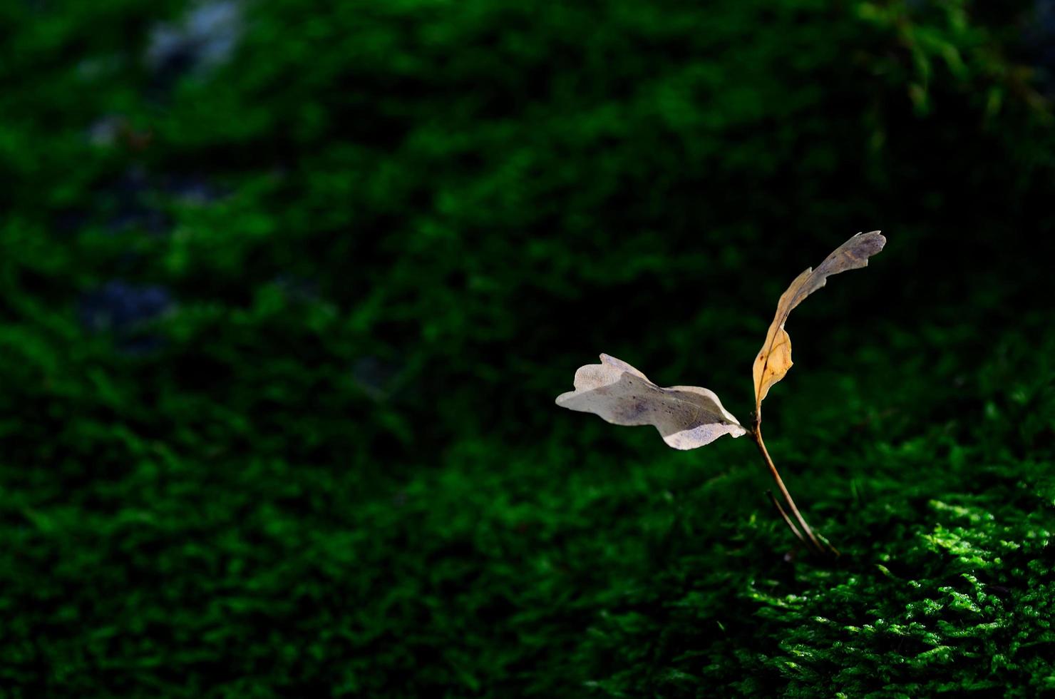 leaf in moss photo