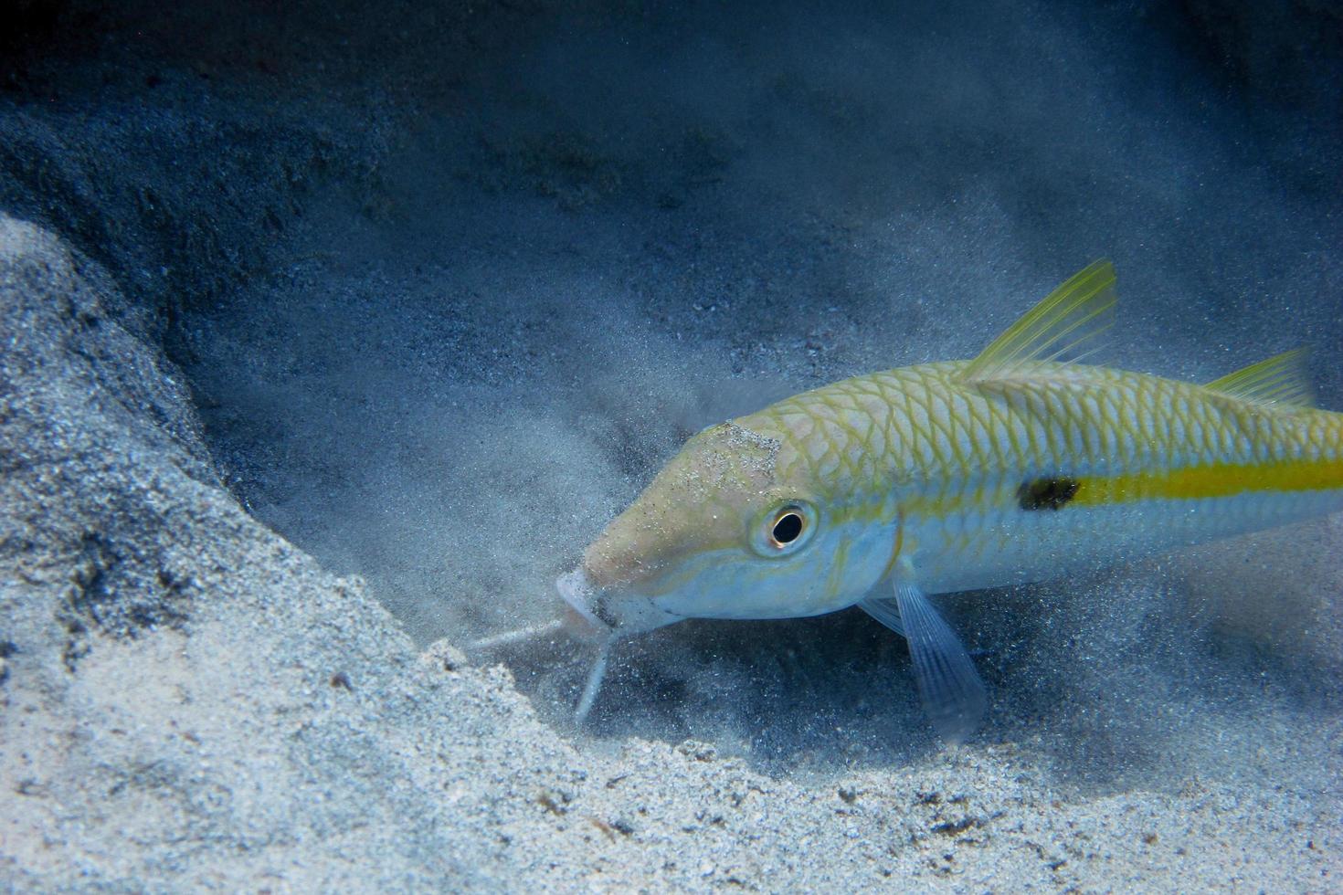 yellow mullet sand photo