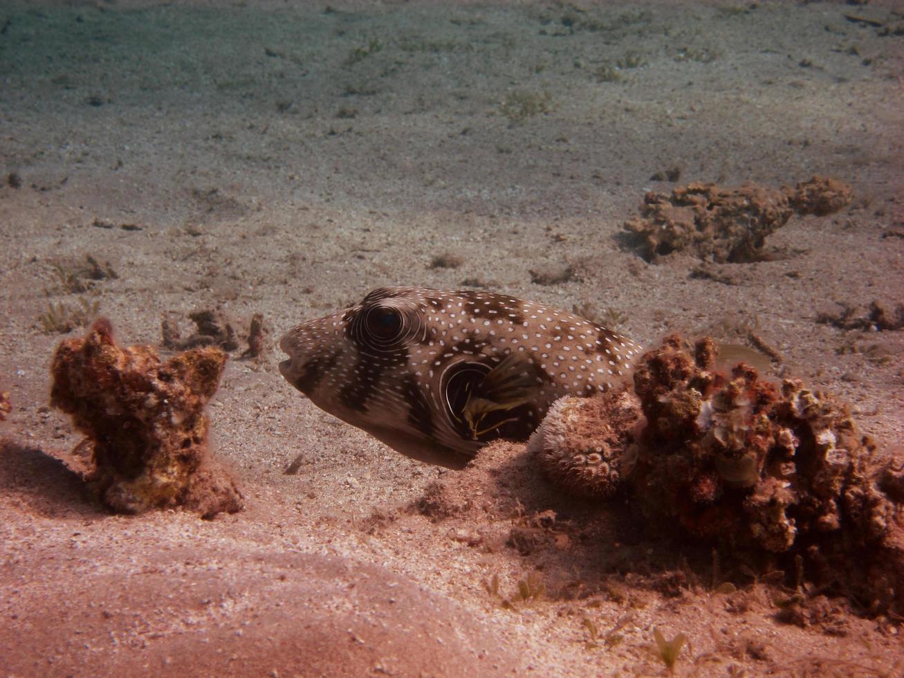 pufferfish on the ground photo