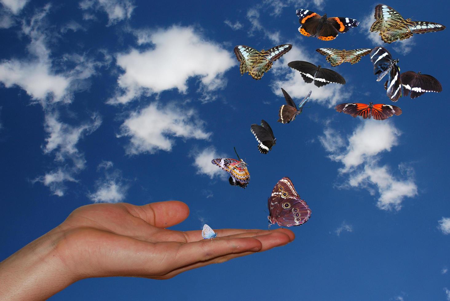 mano con cielo y muchas mariposas foto