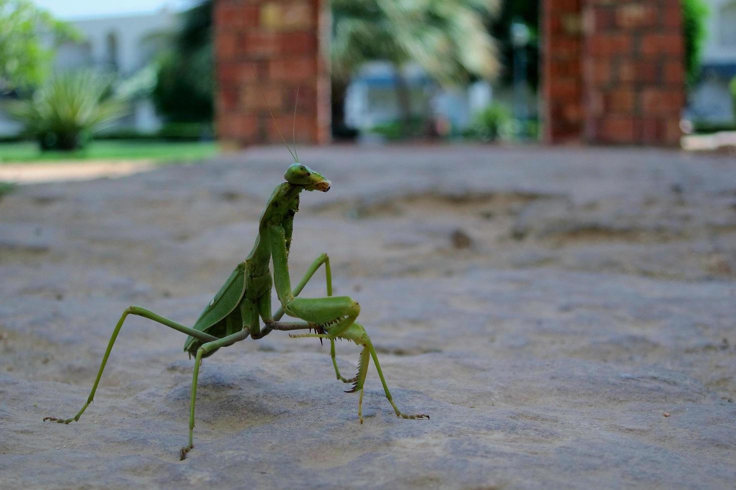 mantis on way of stone photo