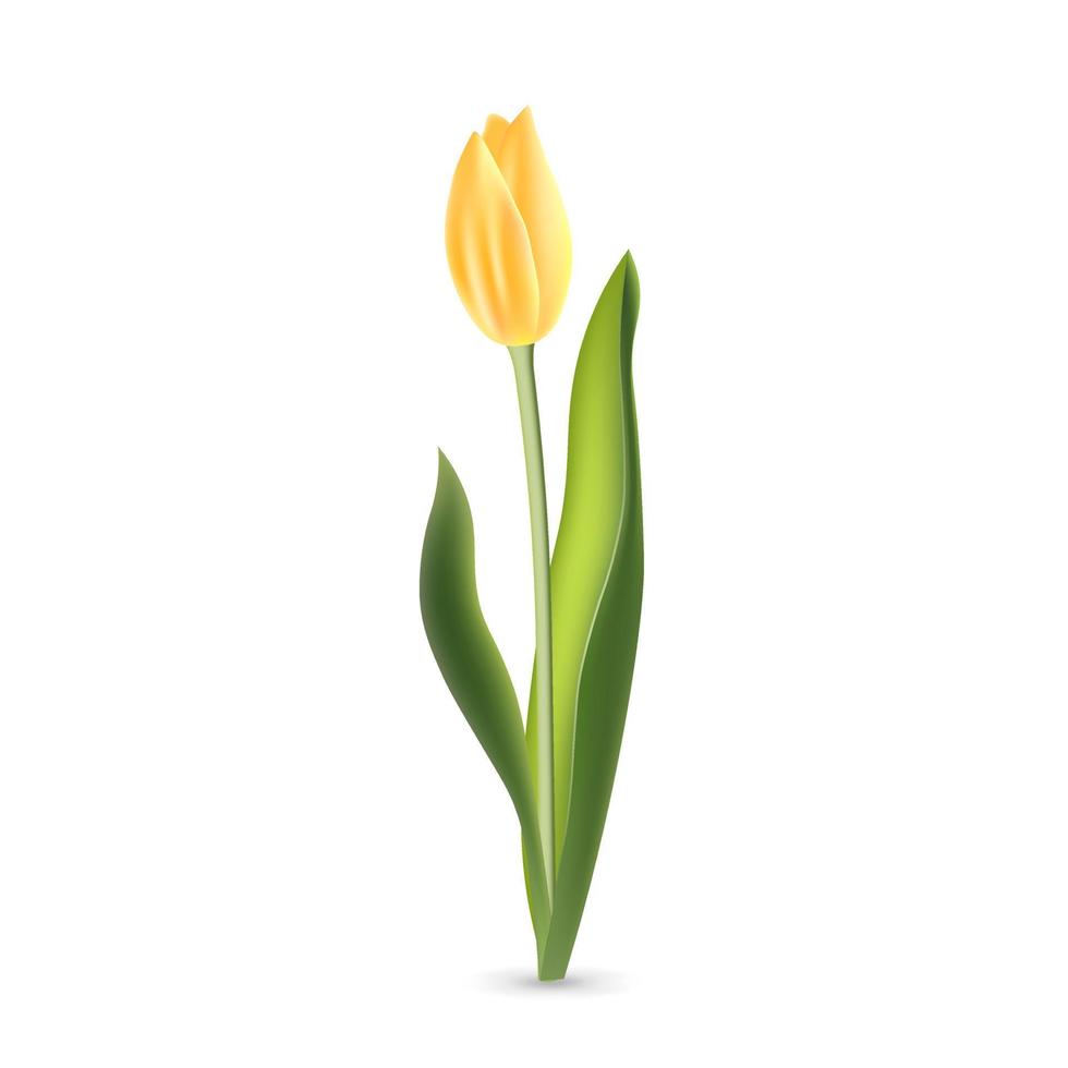 Realistic yellow tulip with green leaves isolated on white background vector