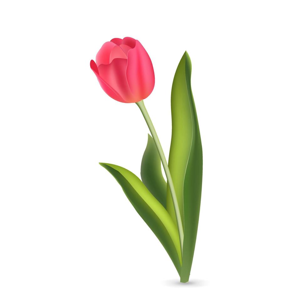 tulipán rojo rosa realista con hojas verdes aislado sobre fondo blanco vector