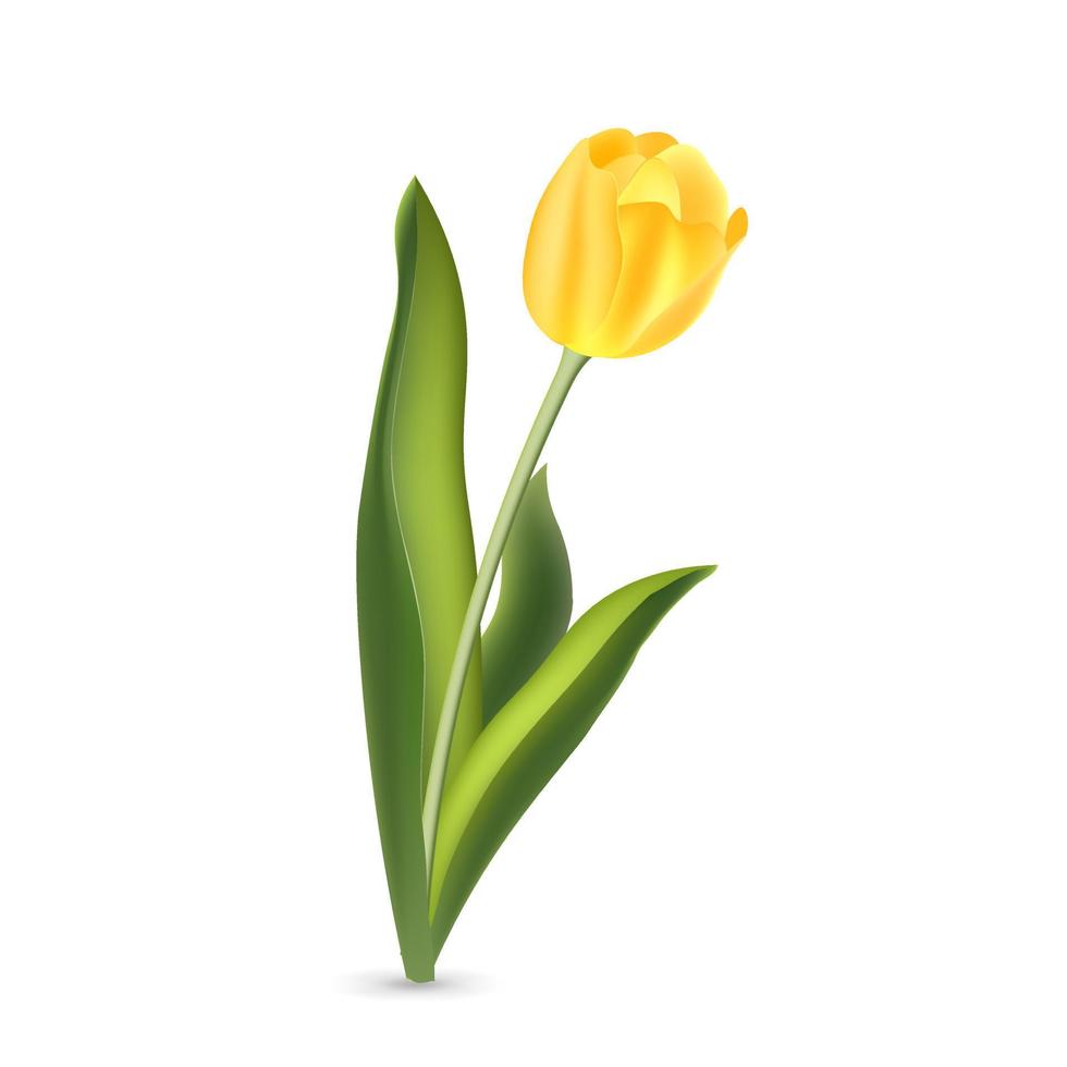 Realistic yellow tulip with green leaves isolated on white background vector