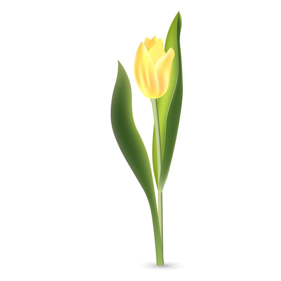 tulipán amarillo realista con hojas verdes aisladas sobre fondo blanco vector