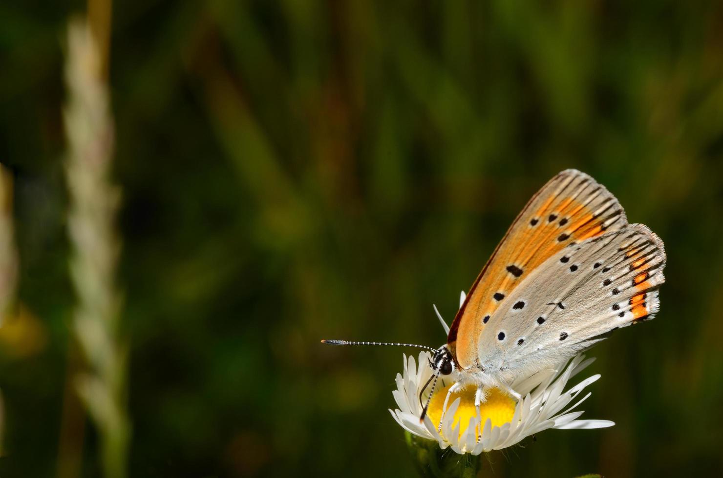 orange butterfly on flower photo