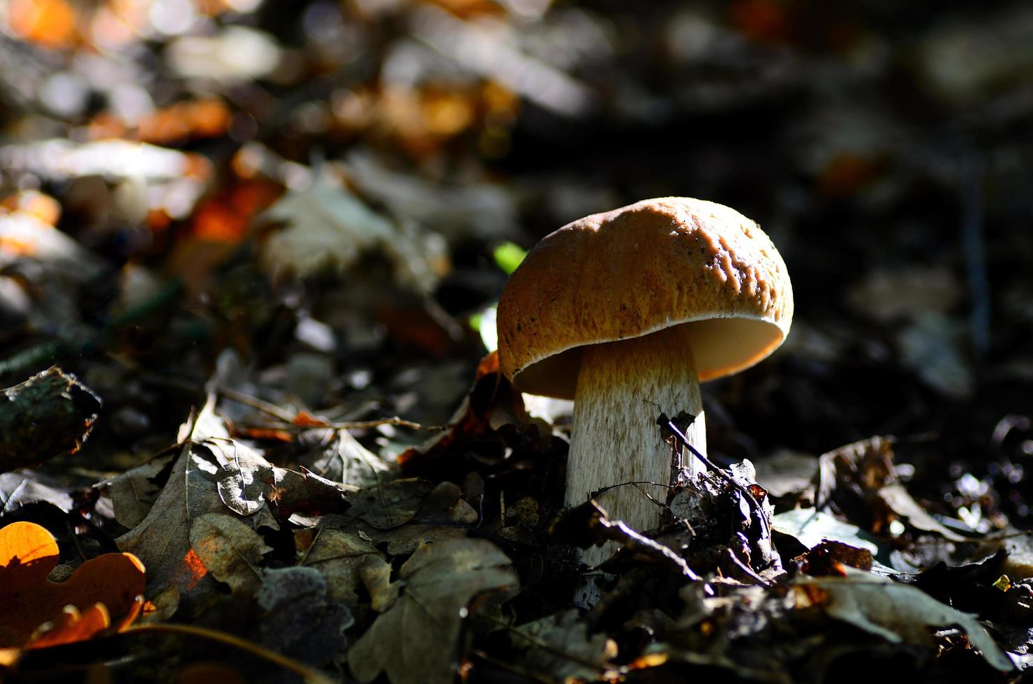 boletus bajo la hoja foto