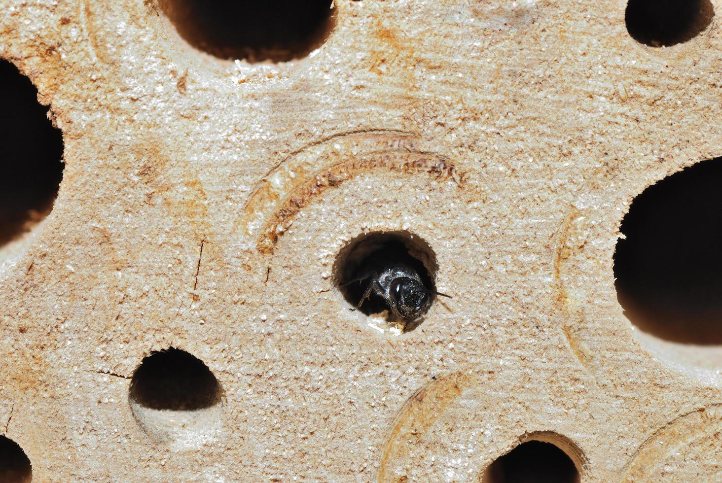 bee in insect hotel photo