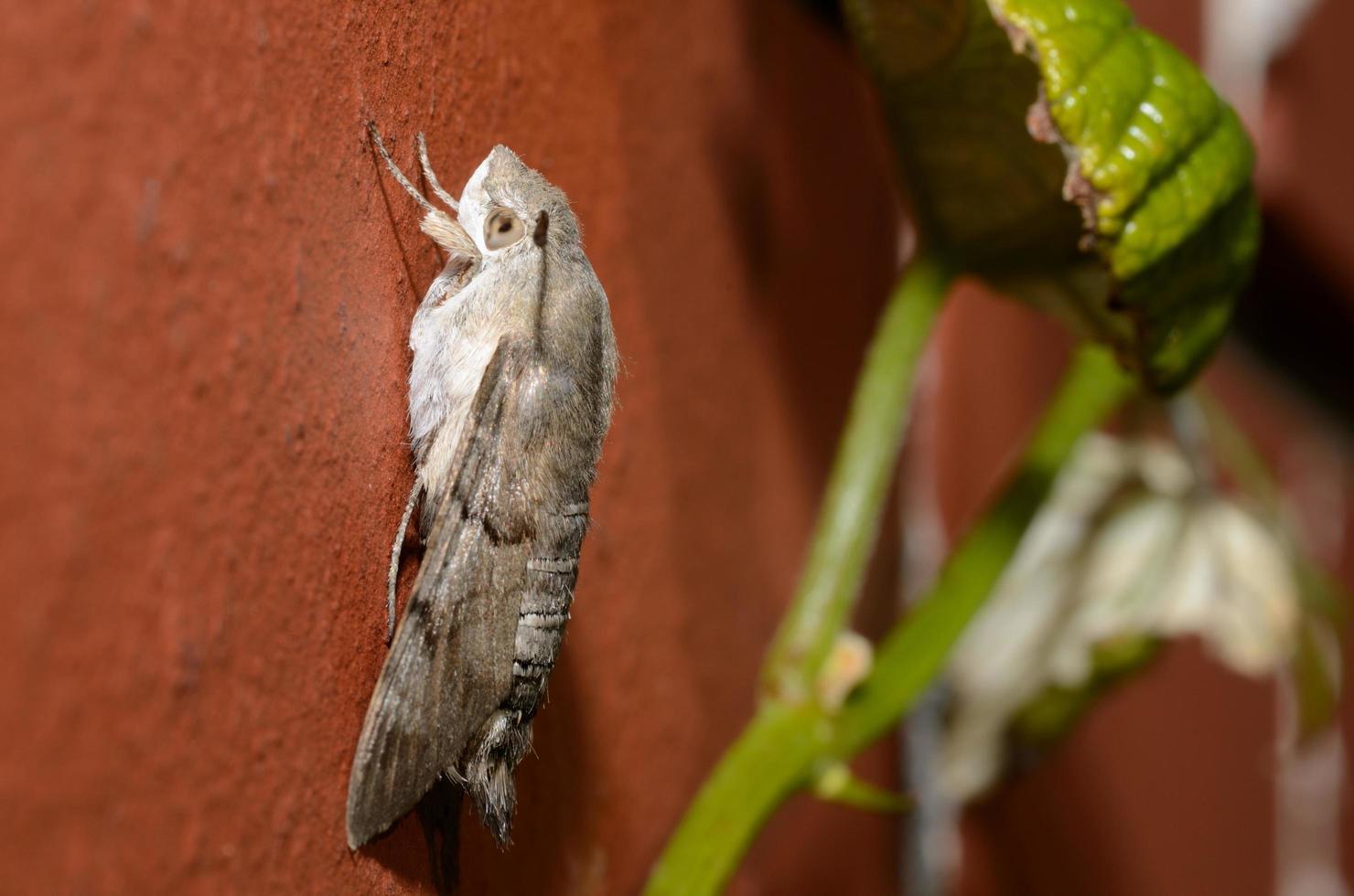 butterfly on wall side photo