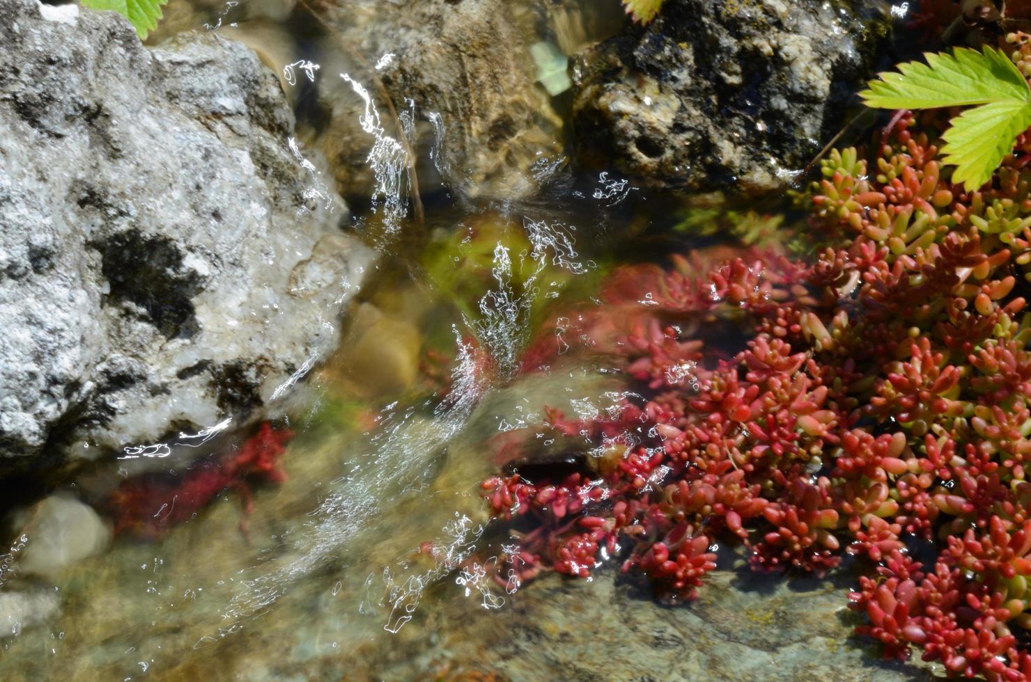 flowing water from a brook photo