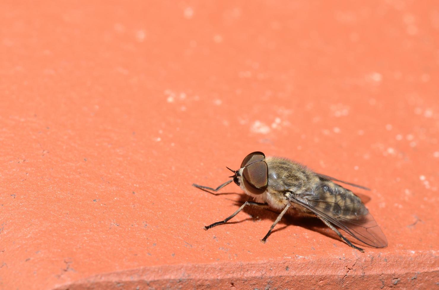 horsefly on brick photo