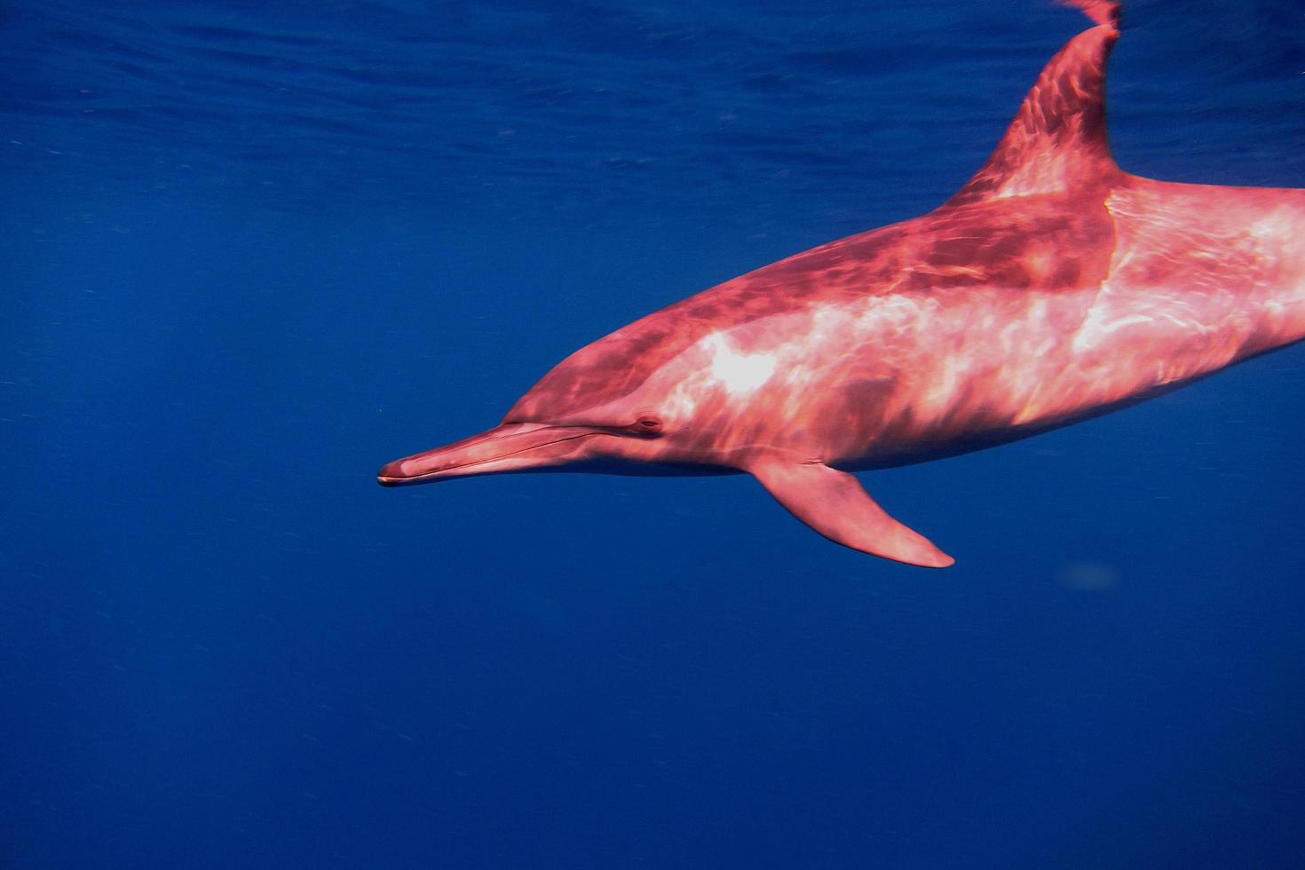 dolphin looks friendly photo