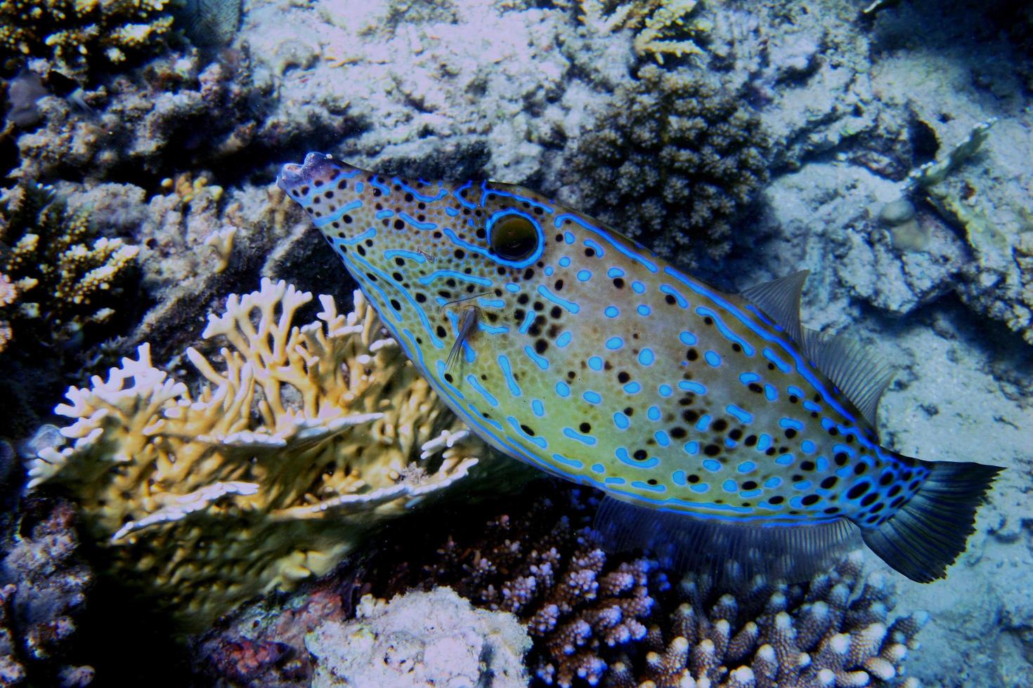 hone fish side photo