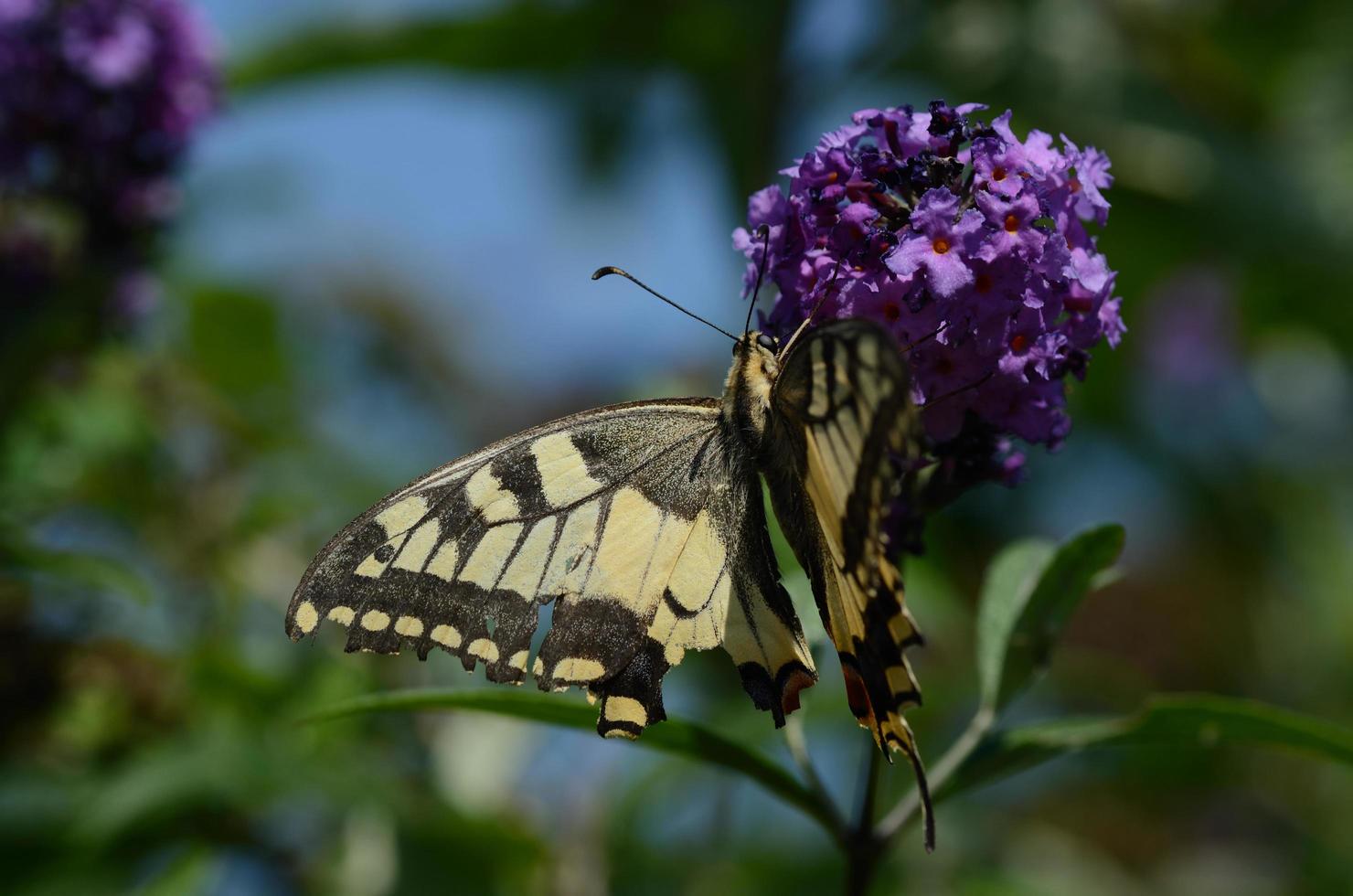 swallowtail on lilac photo