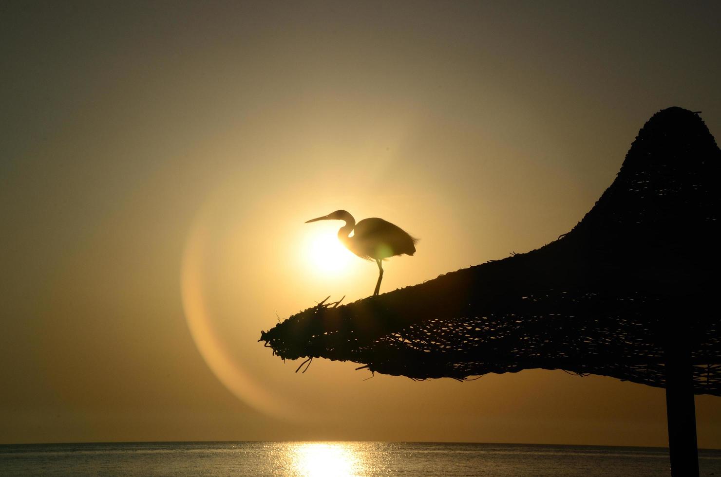 grey heron in sunset photo