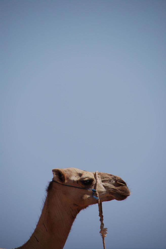 camel on the beach on holiday in egypt with sea portrait photo
