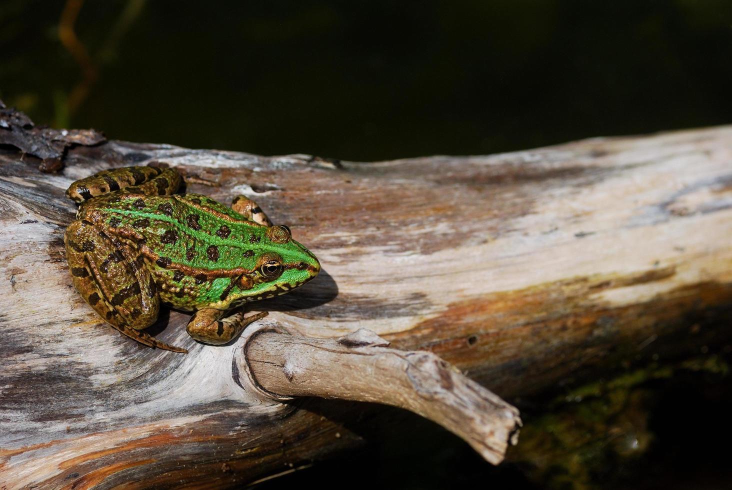 green frog on a tree photo