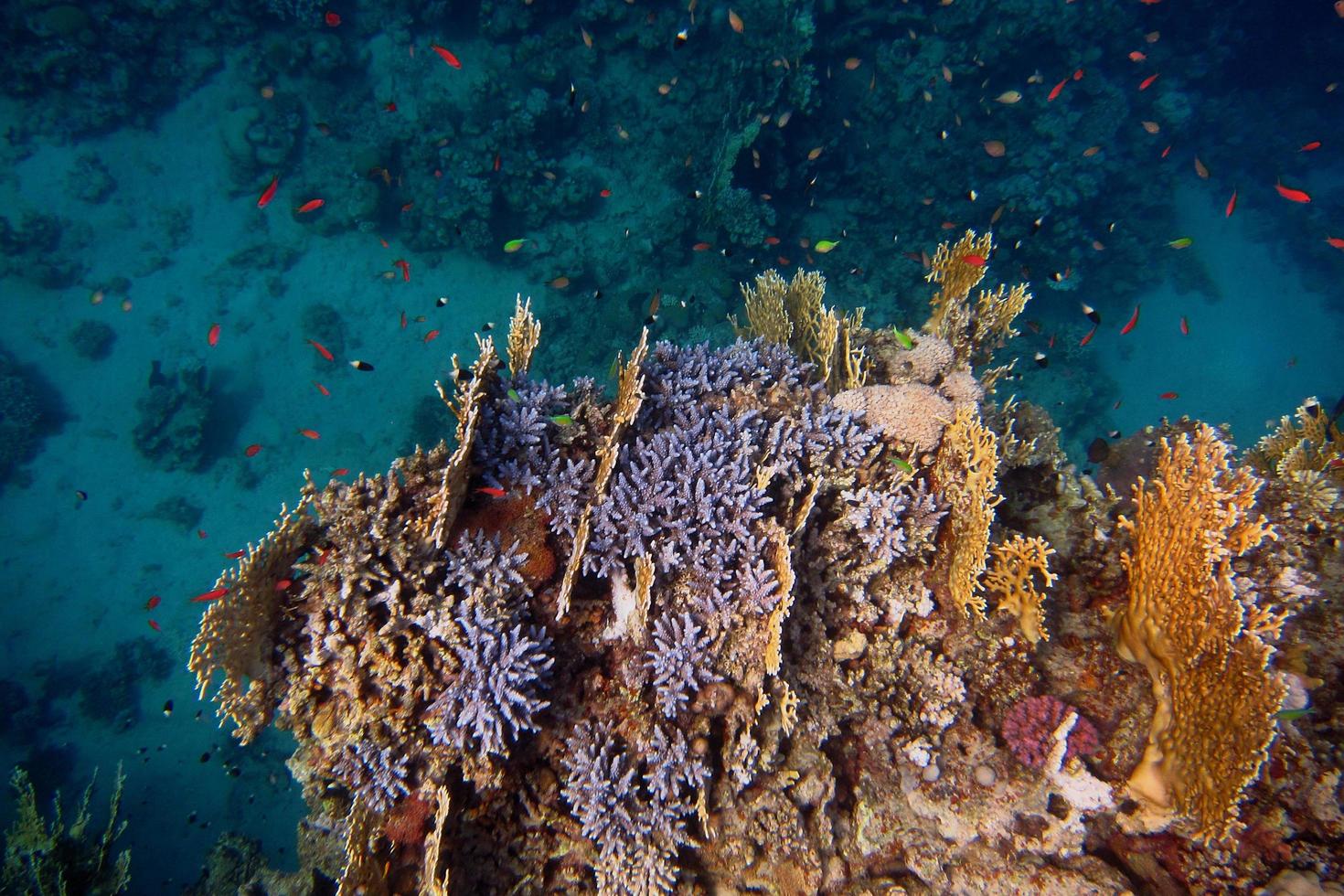 coral mientras buceas en egipto foto