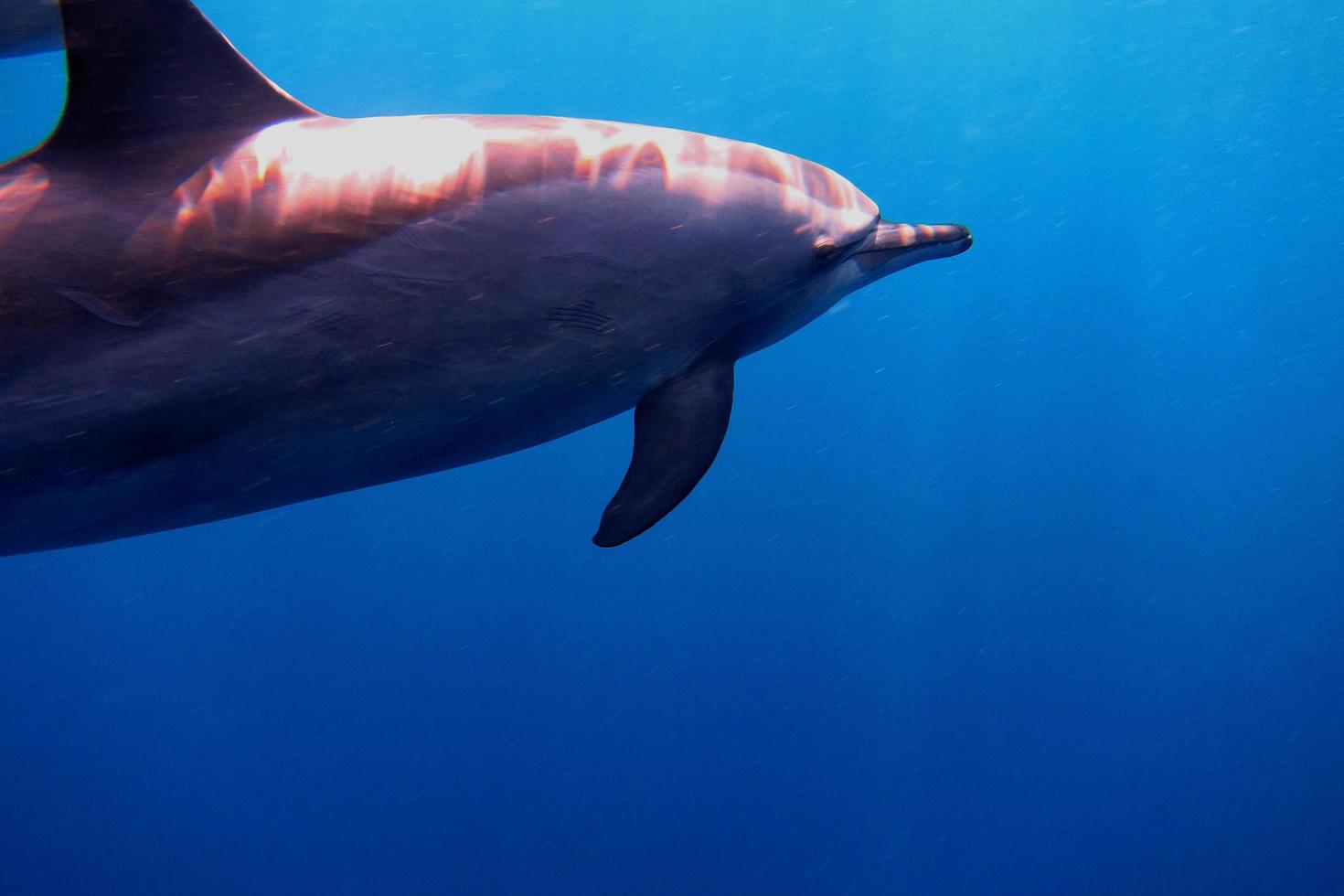 large dolphin in the ocean photo