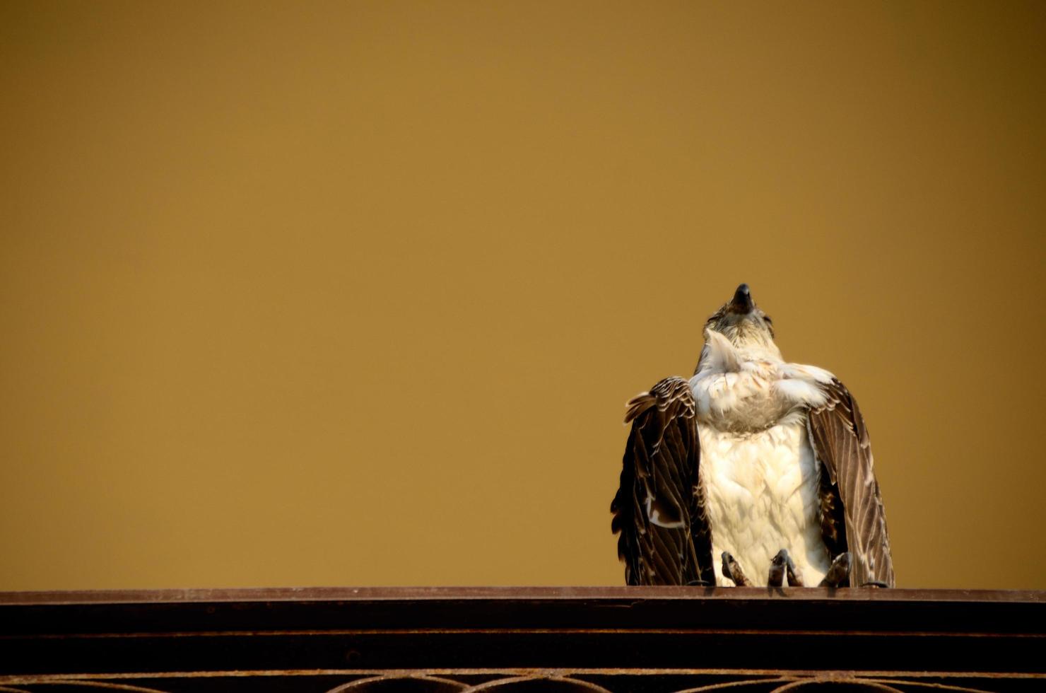 eagle on a railing photo