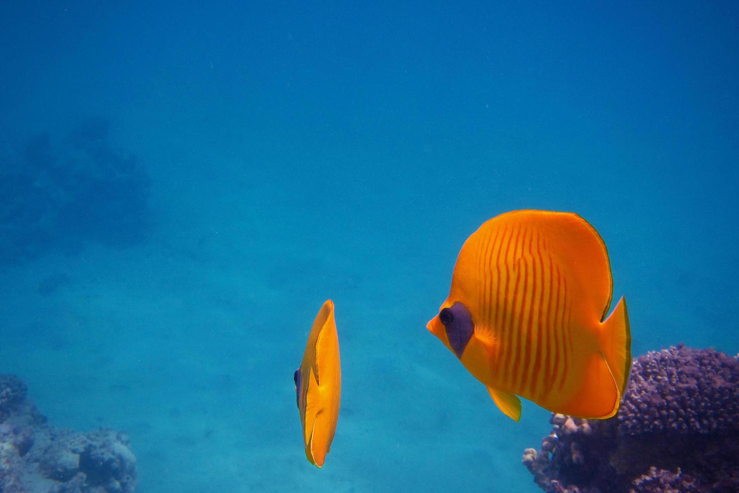 two mask butterfly fish photo