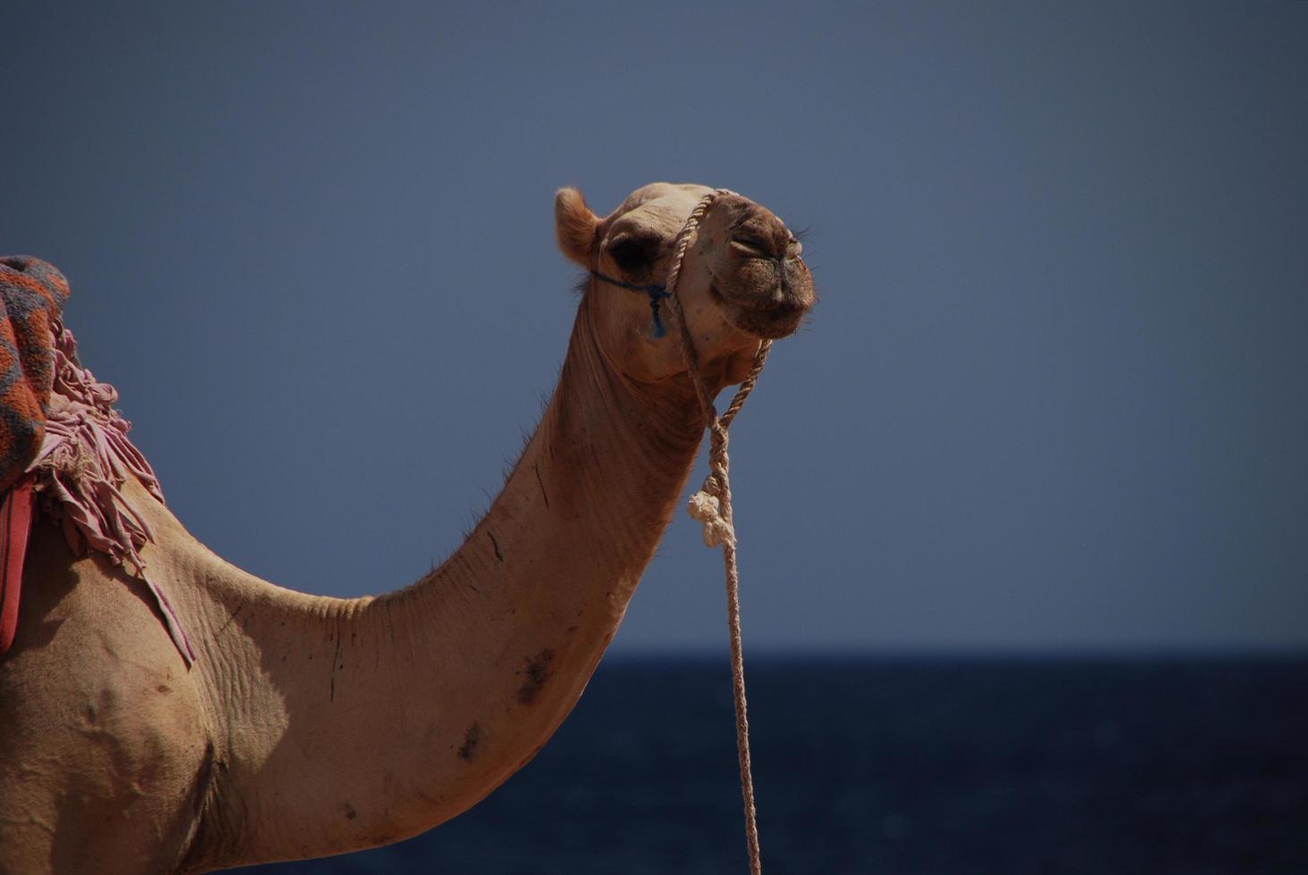 camello en la playa de vacaciones en egipto con mar foto